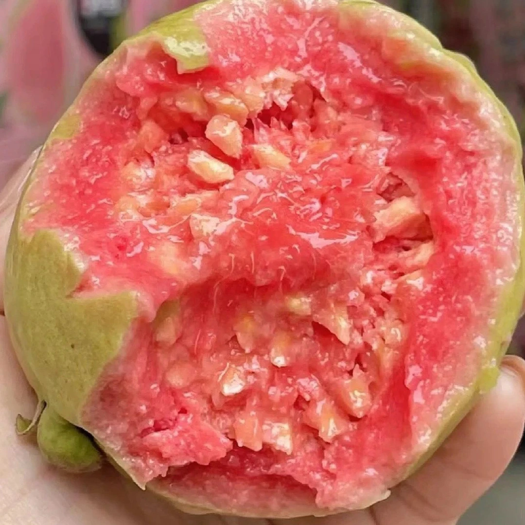 红心芭乐福建漳州树熟，小糖人福音，原箱礼盒2斤顺丰包邮福建省