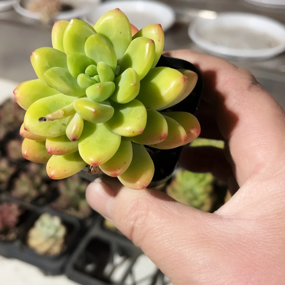 F****Q16多肉植物提取萃取剂