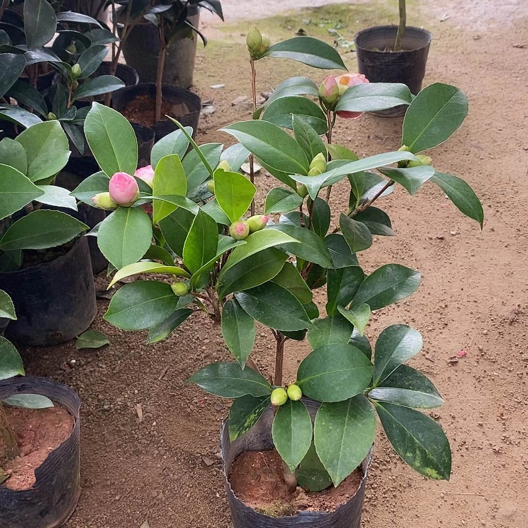 完全开放四季茶花