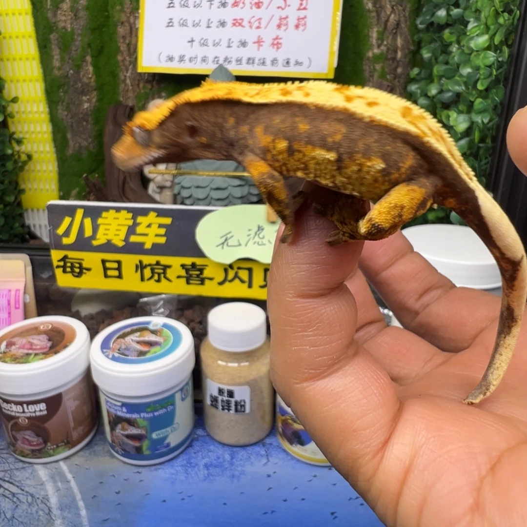 睫角守宫超黑底橙纹奶油三色