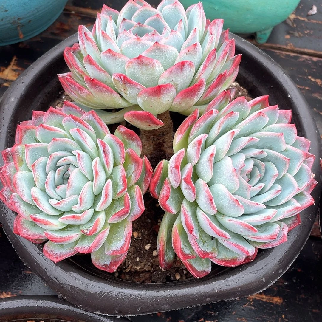 多肉植物一物一拍