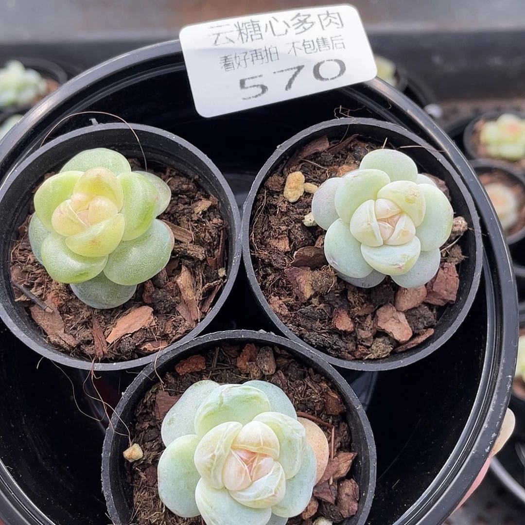 云糖心多肉植物570