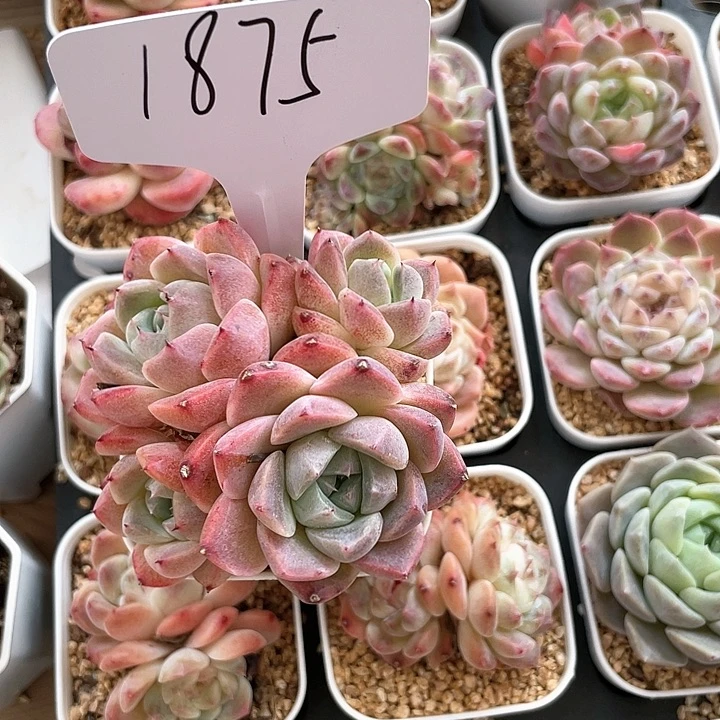 薇薇安园艺多肉1875