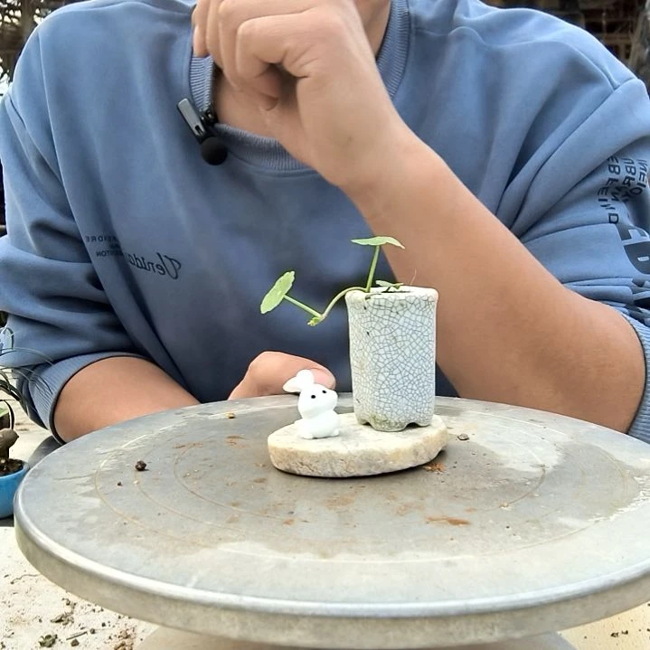 喜*小盆景小植物一物一拍60