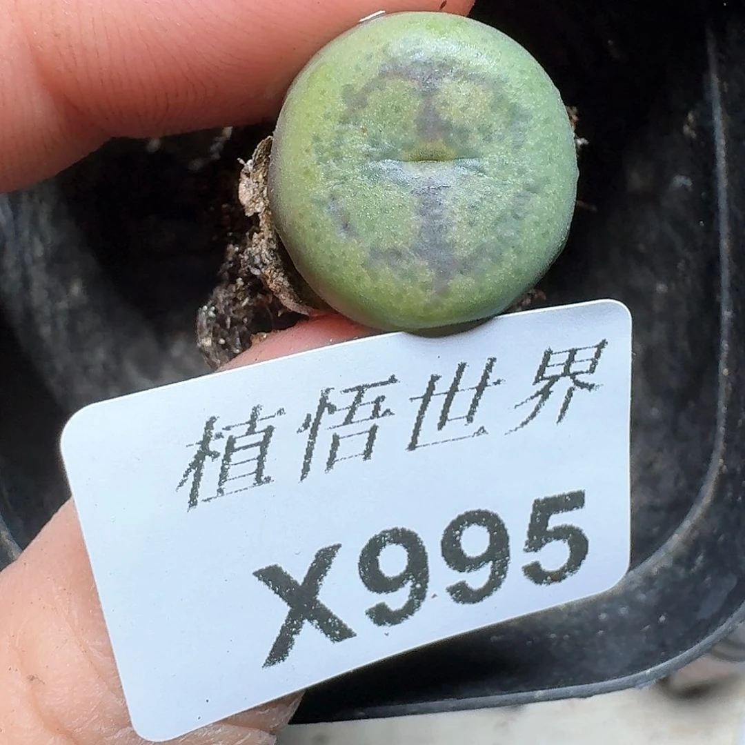 995盒多肉植物哇f v