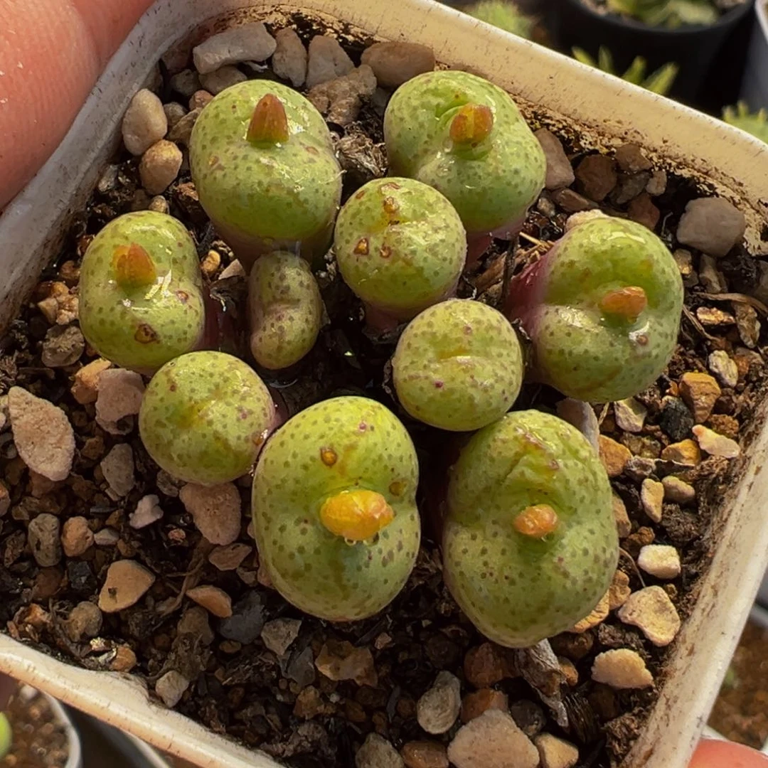 456多肉植物种类多样