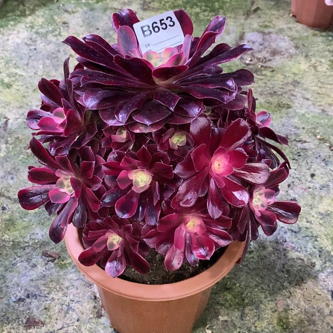 美杜莎多肉植物653