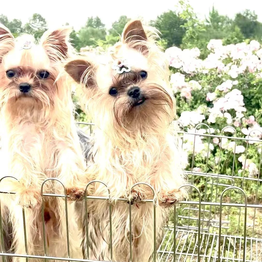 约克夏比熊活体小型犬