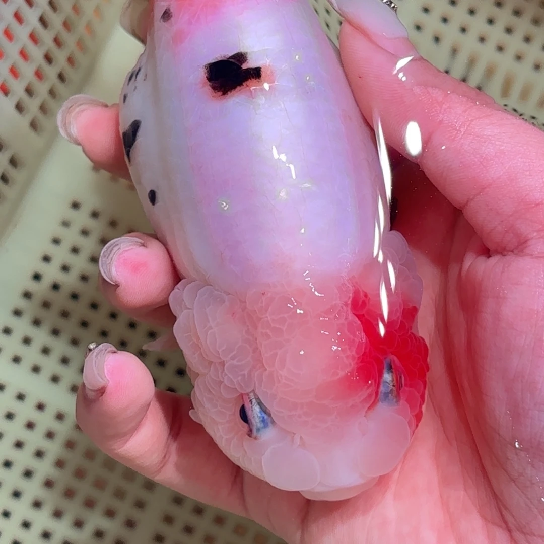 储***罐金鱼不拍包装运费到付，拍包装包邮