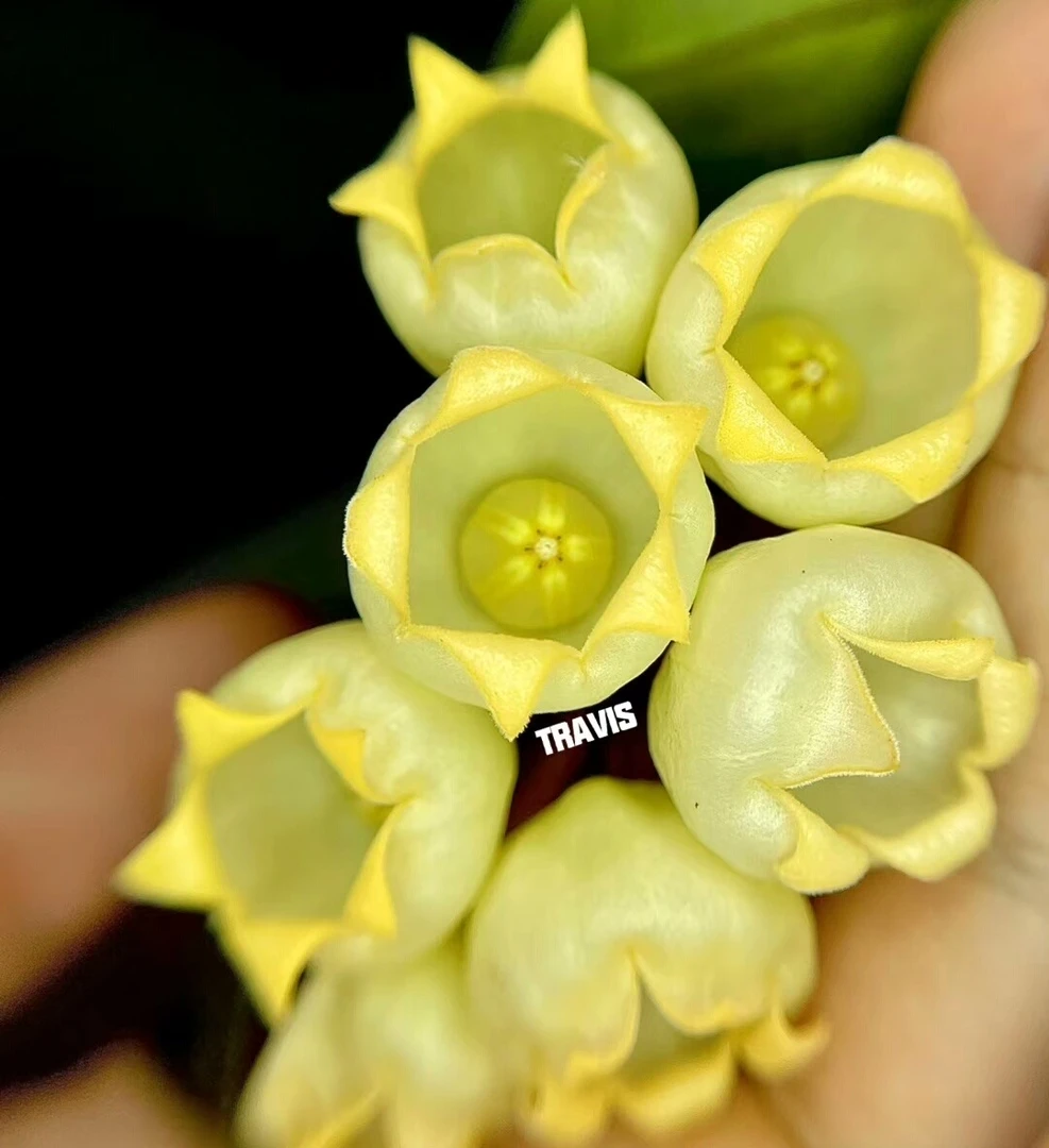 膨花球兰/ 甘草球兰 (Hoya Inflata) 可爱浅黄色系梦幻小铃铛爬藤