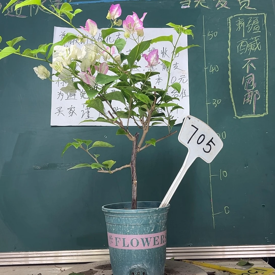 当前无花栽培后可以开花口红 705