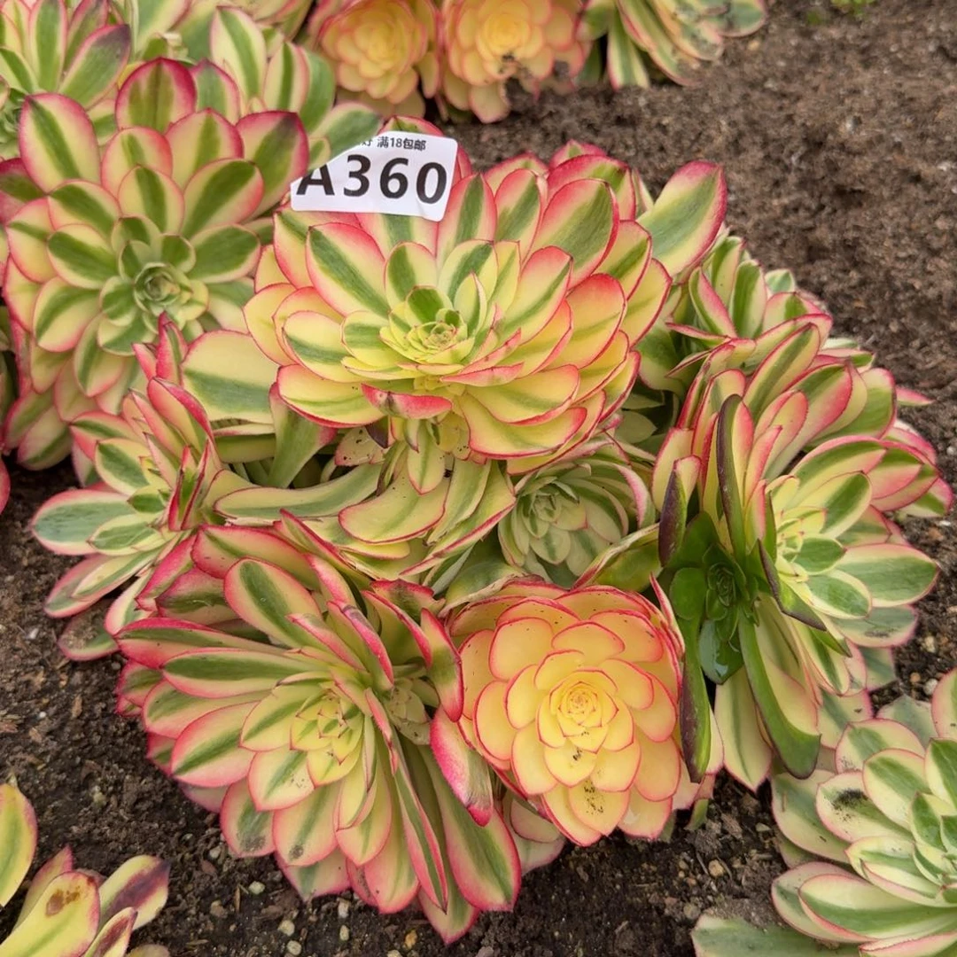 360荔枝。 多肉植物