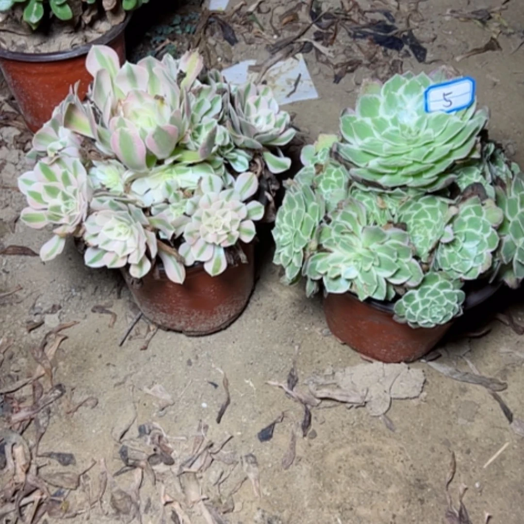 【闪购商品】小*粉女巫5断枝不包