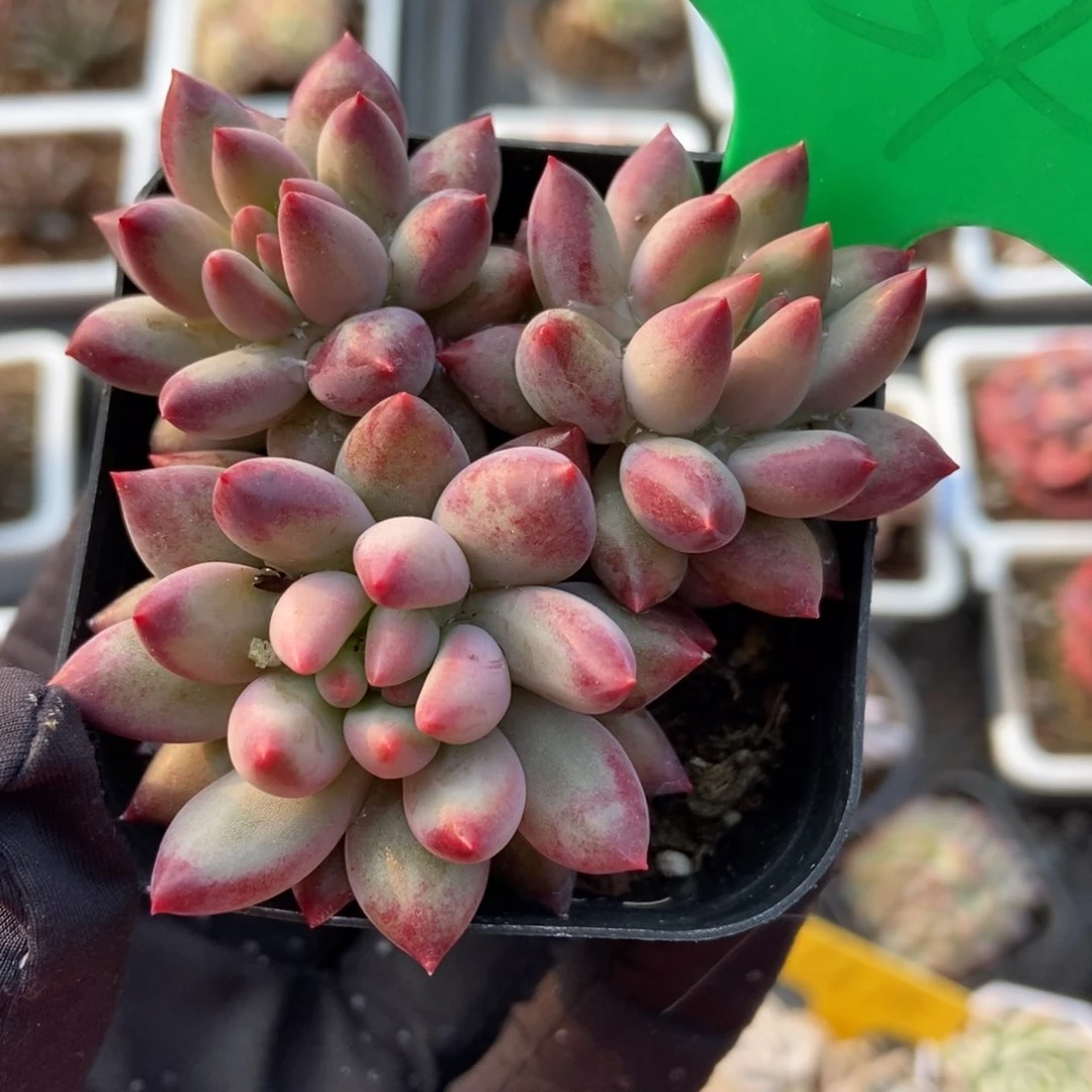 754虞美人多肉植物保护