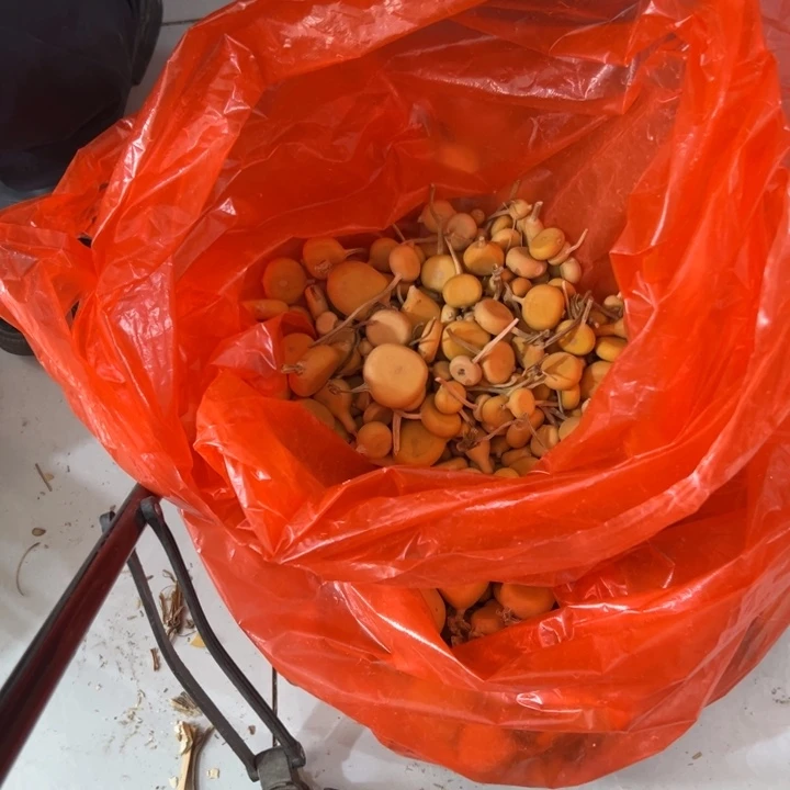 逃***果葫芦文玩摆件制品