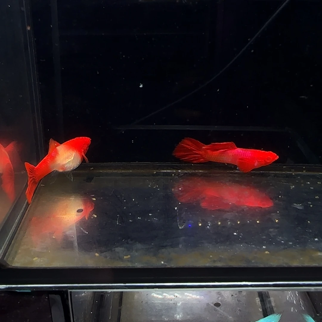 孔雀鱼双分水一对