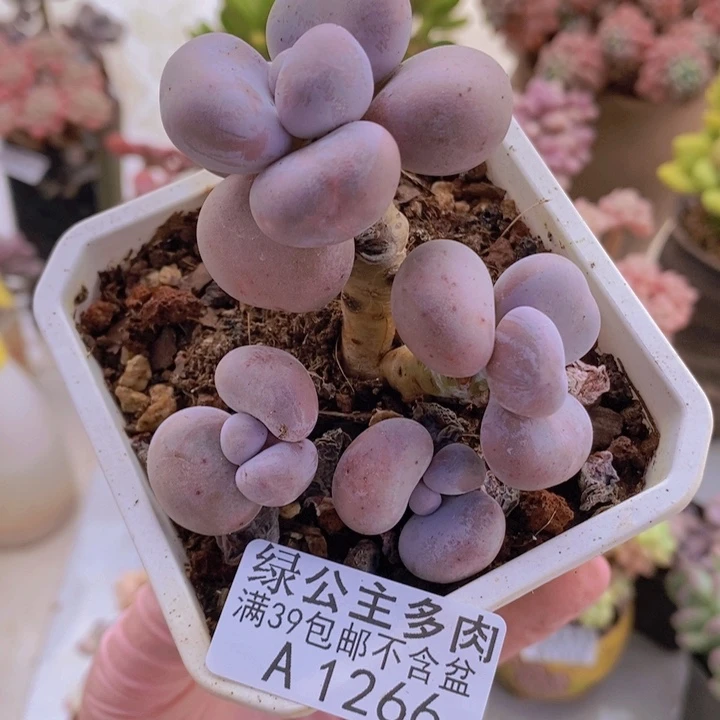 水光针奶酪6cm1266多肉植物