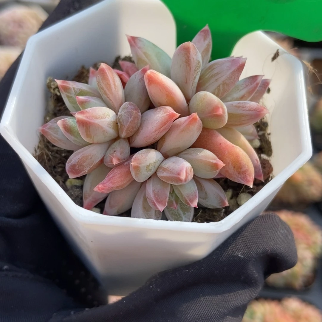 1028梦幻美人多肉植物保护