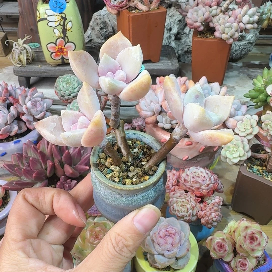 紫乐 多肉含盆土 一物一拍