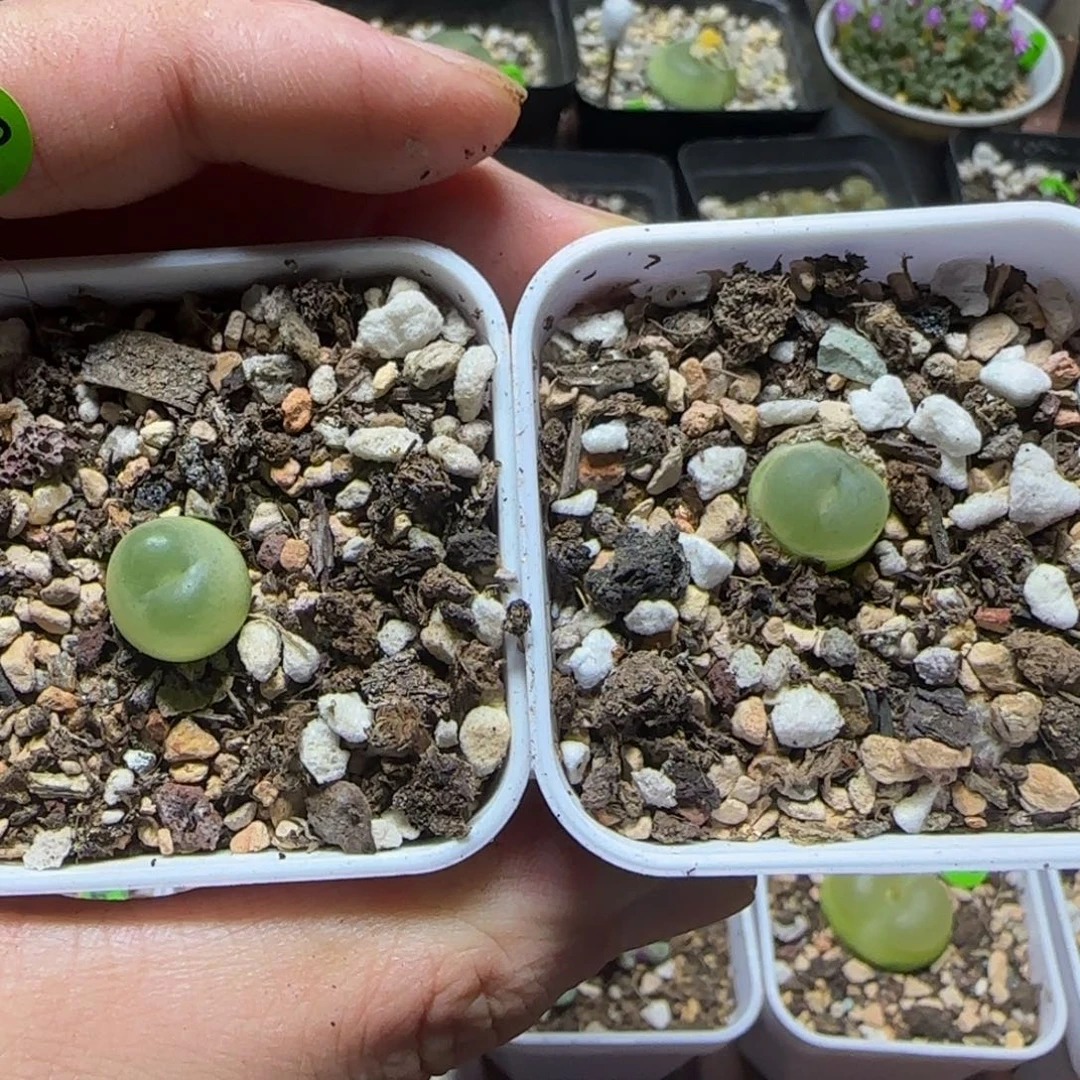 你****专拍漂亮多肉植物925
