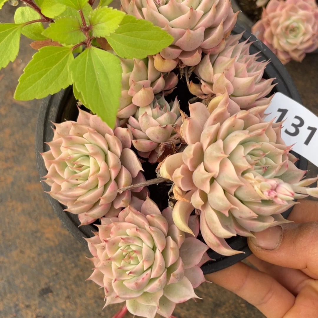 131艾格利亚玫瑰锦