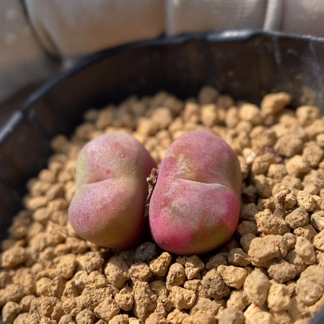 多肉植物肉锥杂交K-837