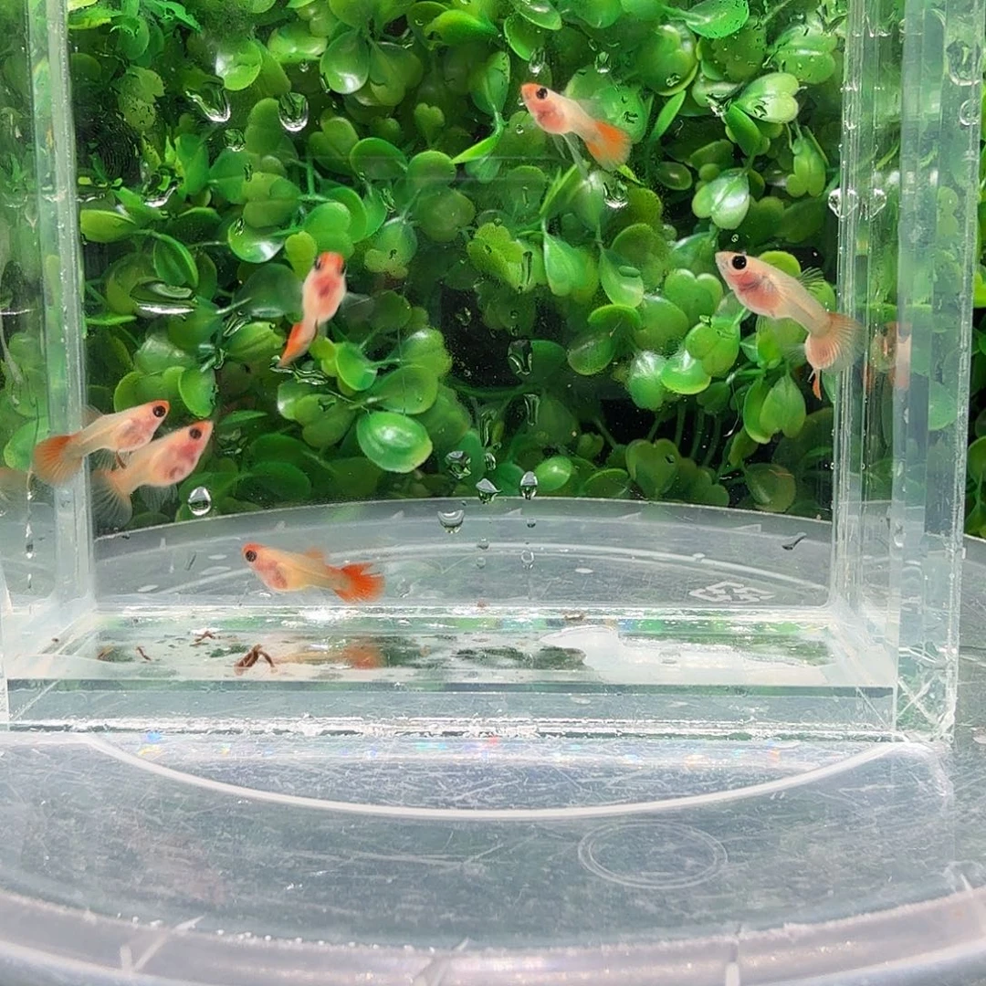 ****.海水鱼深海蓝玻璃猫苗10条