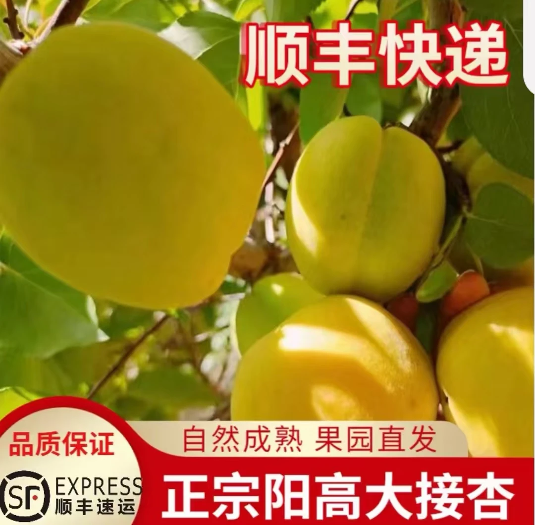 阳高大接杏净重9.4斤，现摘现发，露天种植有小疤痕