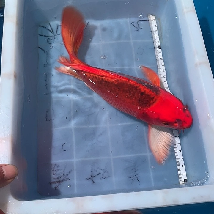 蝴蝶鲤鱼渔场直发50