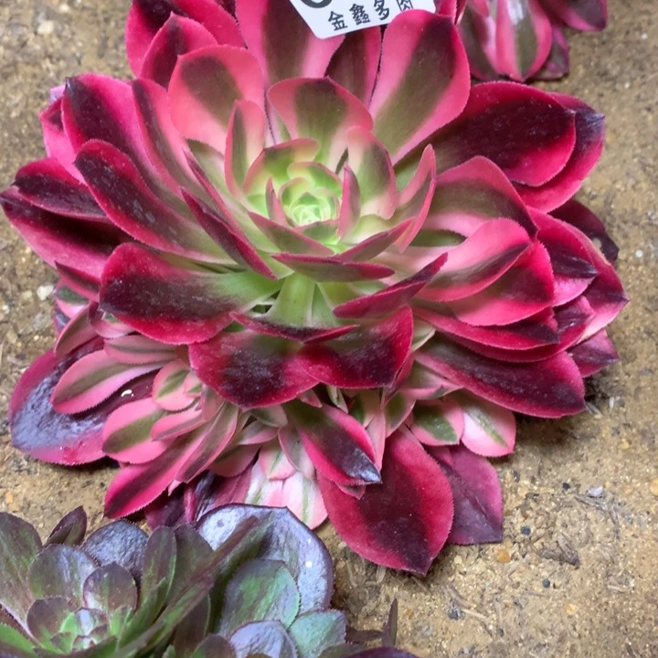 329多肉植物一物一拍