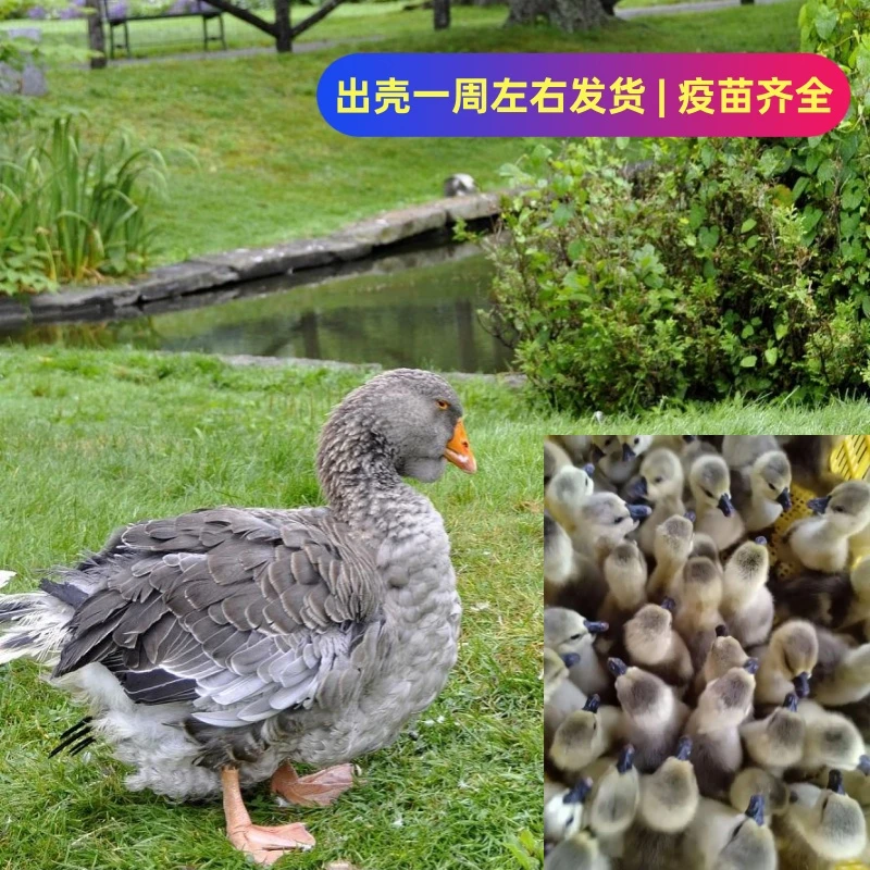 福利款 宠物灰图卢兹【7天】 坦克鹅