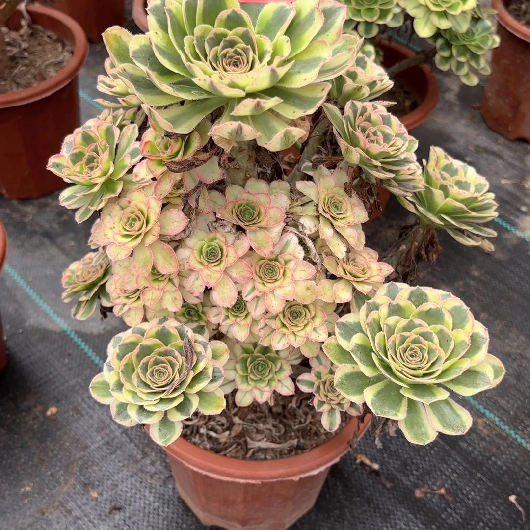 无花朵46白兰地多肉植物