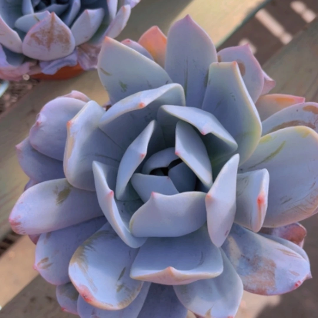 【闪购商品】白莲19160