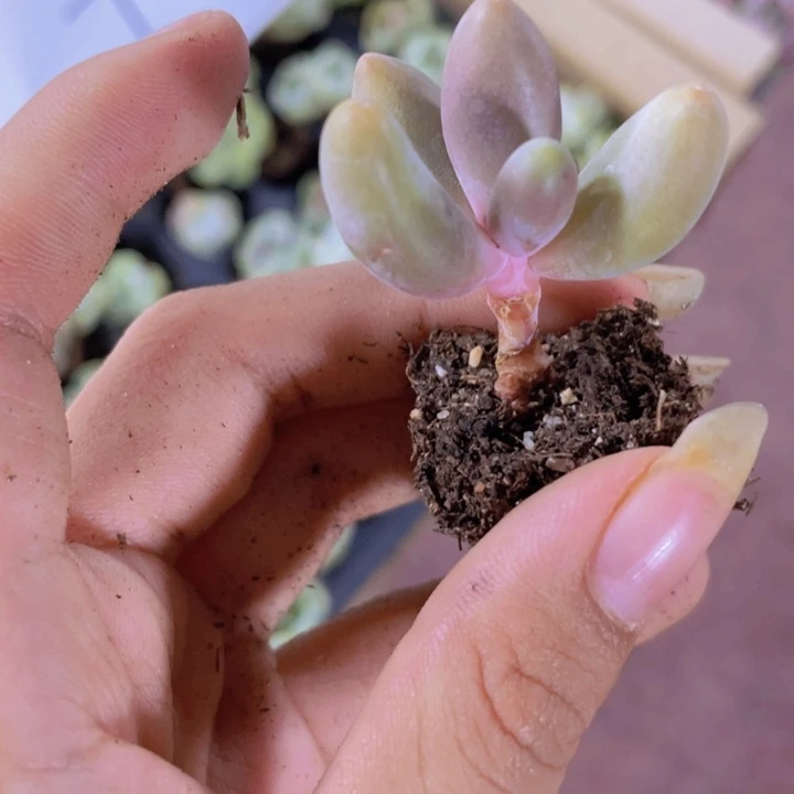 8精品红手指2米3颗