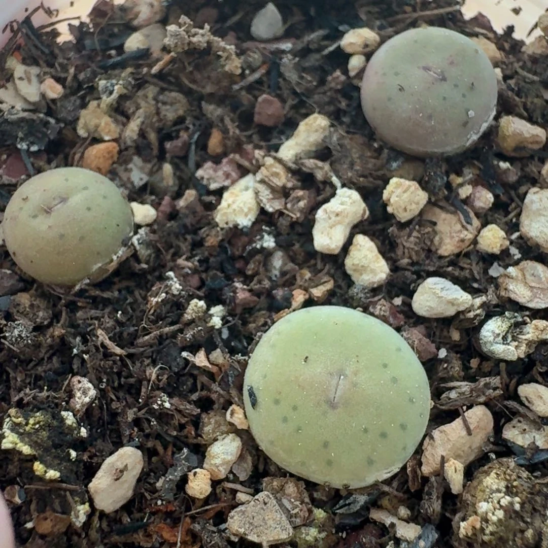 549带盆土发货000000