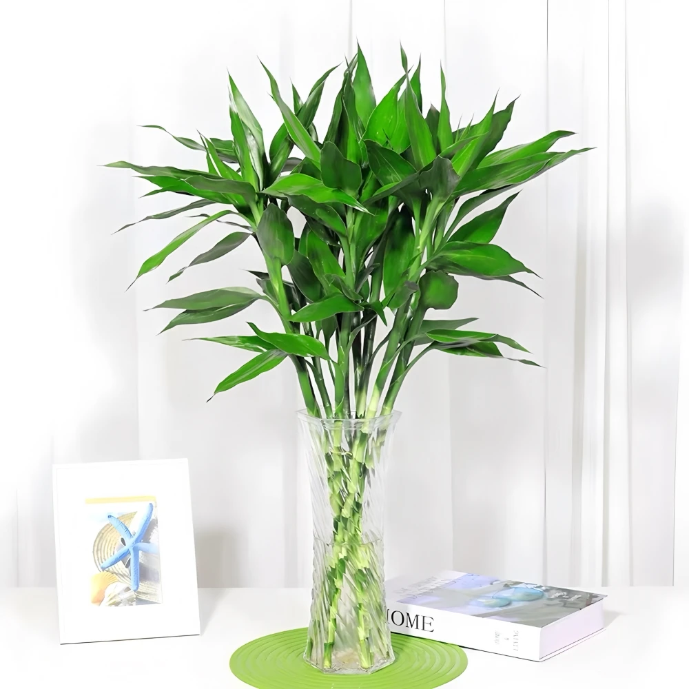 【大叶富贵竹】好养绿植精致绿植（纸盒发货）
