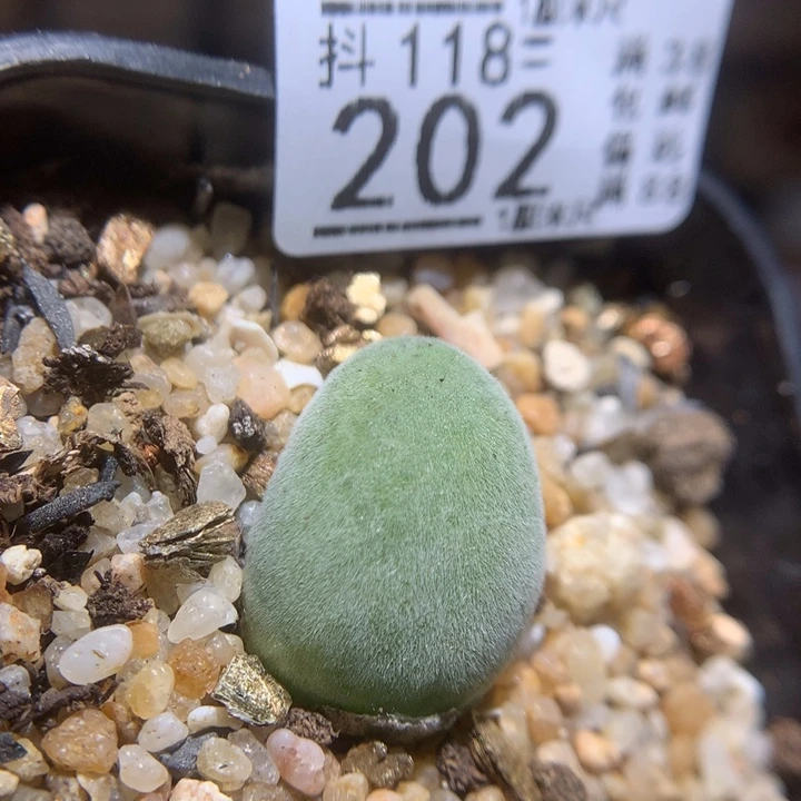 精品生石花118.202宝辉