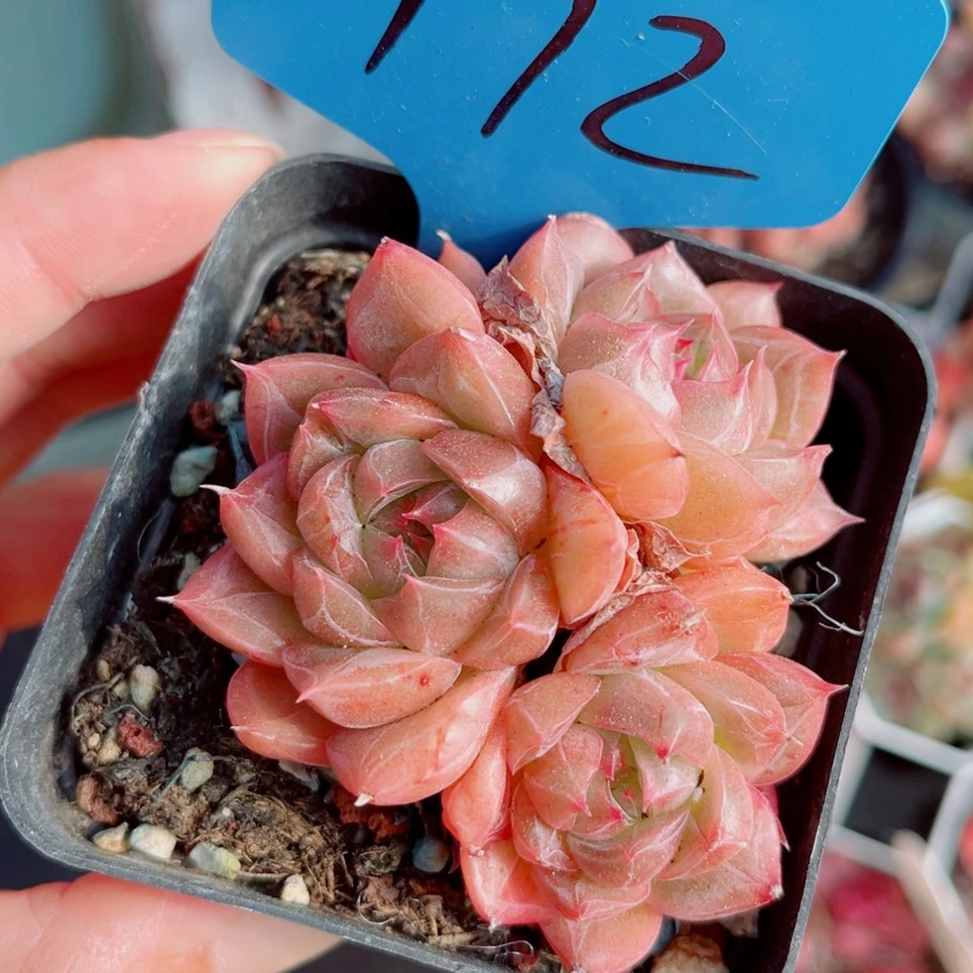 172号小老桩珍妮群