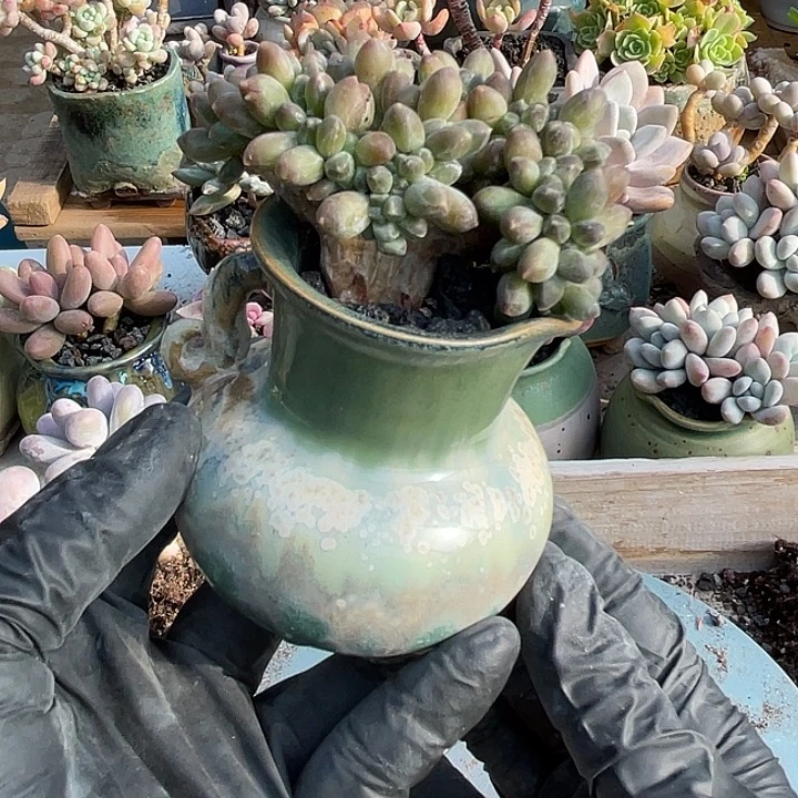 千代田缀化多肉植物