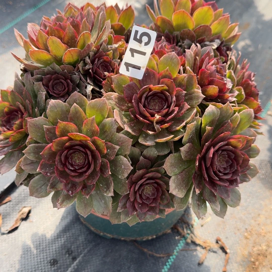 115红丝绒多肉植物