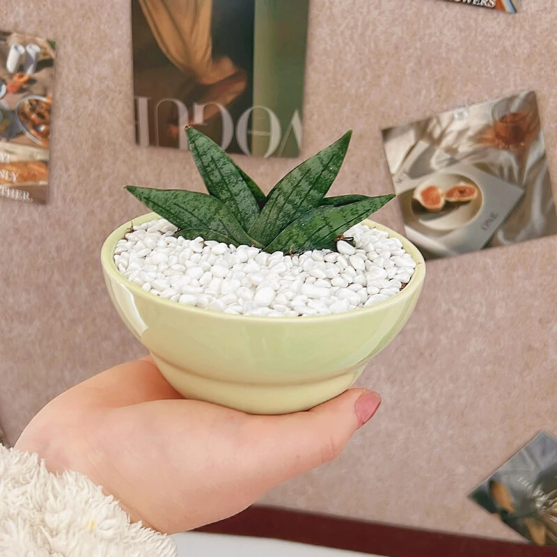 迷你姬佛手虎皮兰植物趣味室内防 辐射好养美观绿植花卉小盆栽