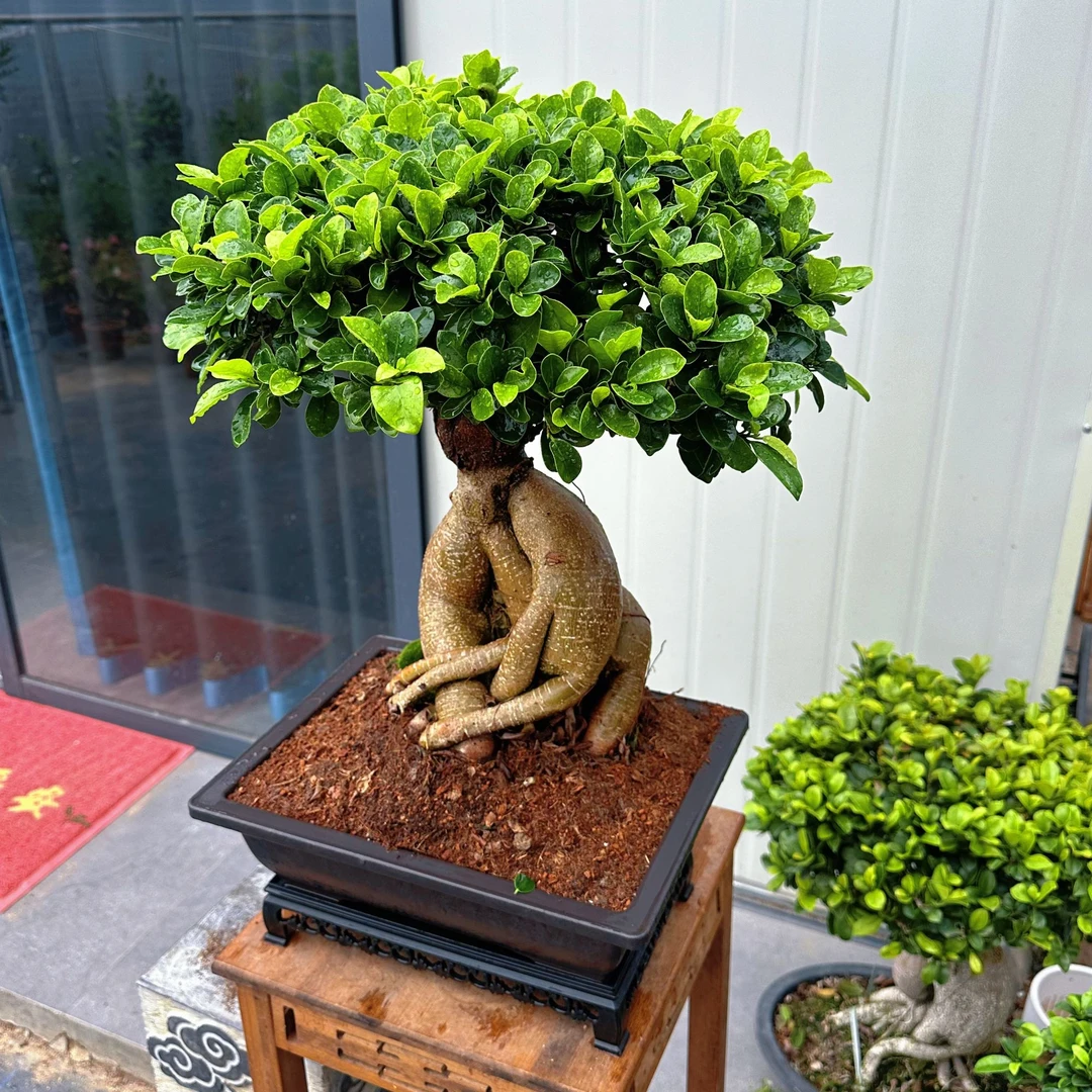 精品怪桩白皮金钱榕树盆景好养易活