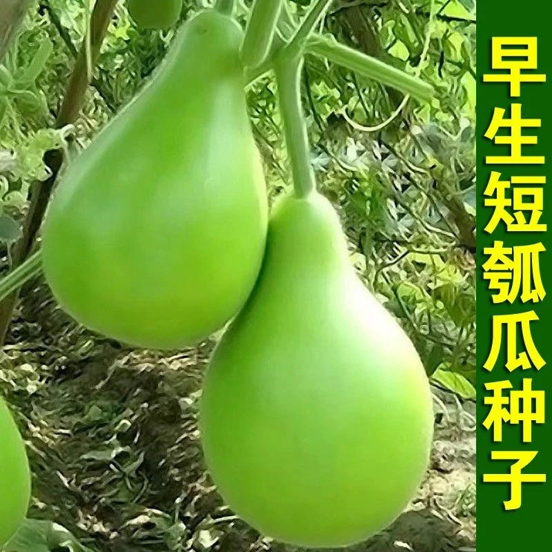 生瓠瓜种子 春夏秋四季播蔬菜籽 食用甜瓠子瓜圆蒲瓜孑