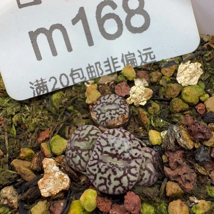 墨小锥带盆土。