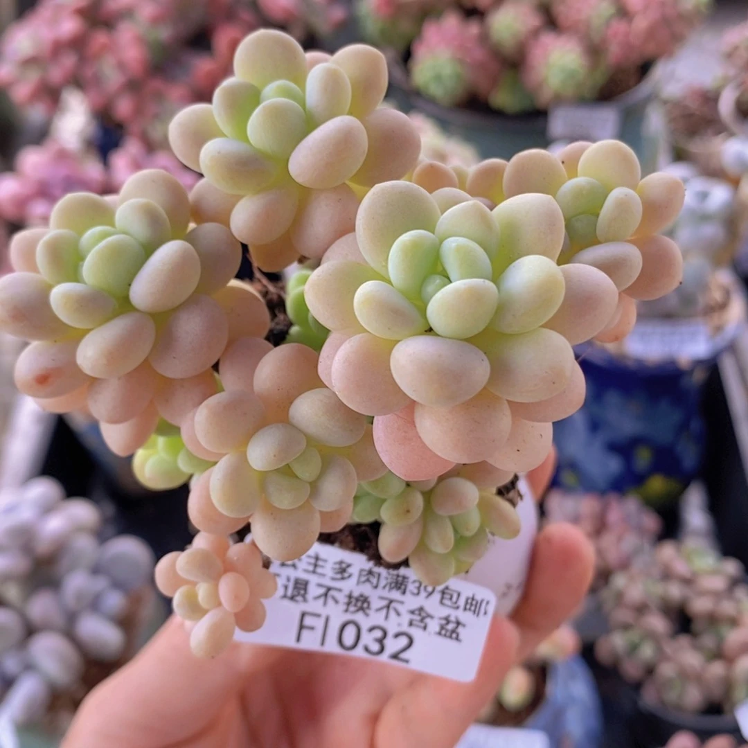 洛可可8cm1032多肉植物