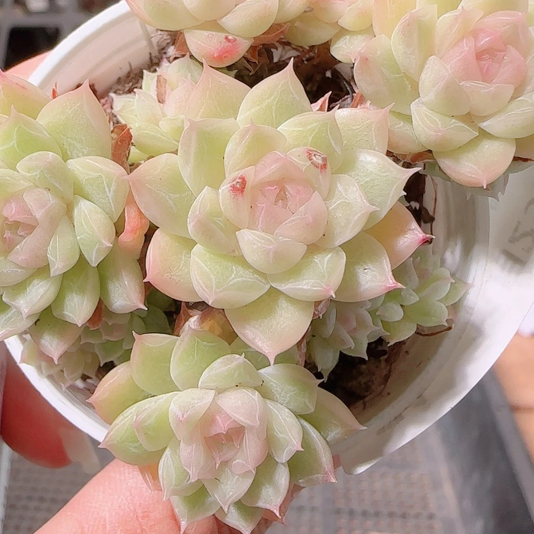 混***g花语逸镜1125-71散