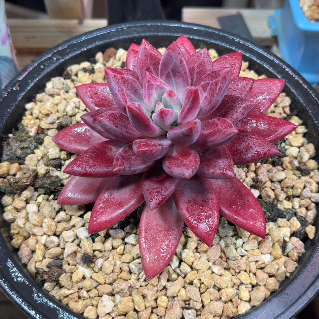 贺非鱼多肉植物duiheb