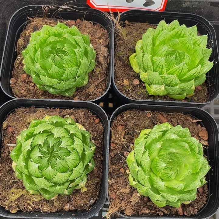 硬水晶玉露带盆土发过