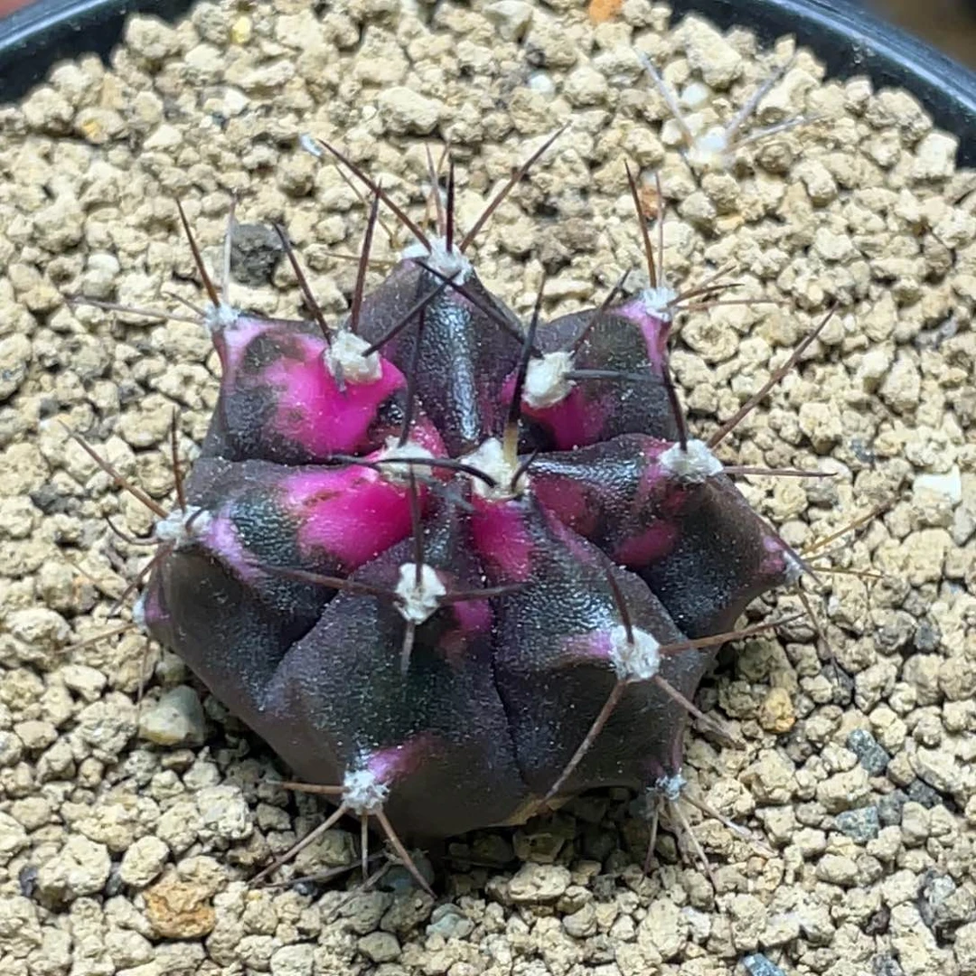当前无花朵，栽培后可花朵磨砂玻璃