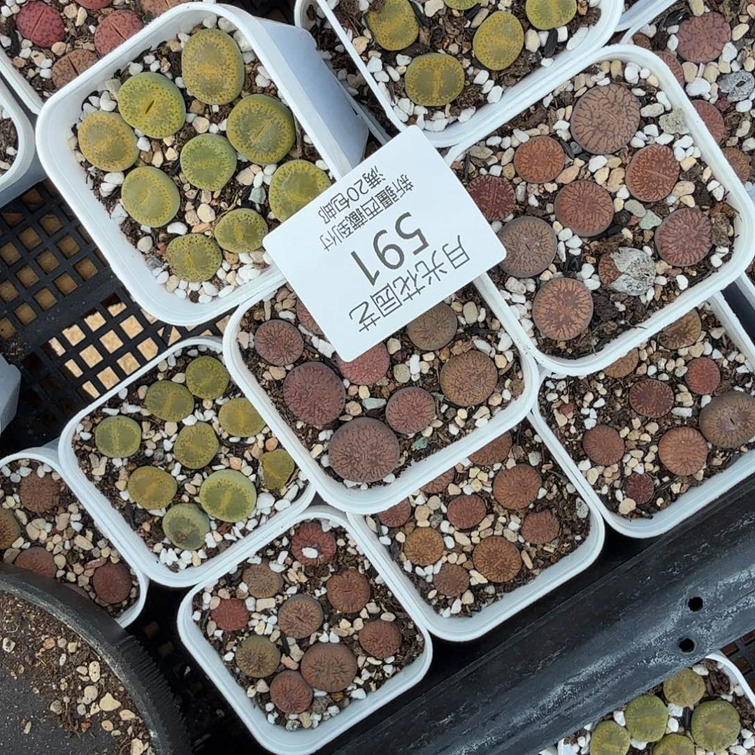 你不给别人的时间都591是